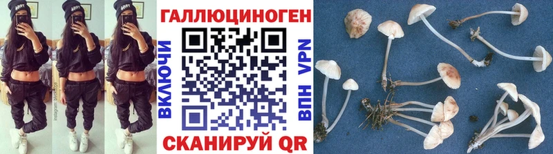 как найти   Сертолово  Галлюциногенные грибы Psilocybine cubensis 